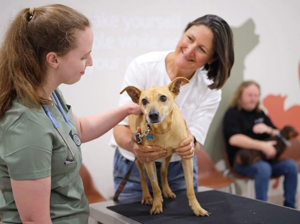 Veterinary checking the dog of a lady