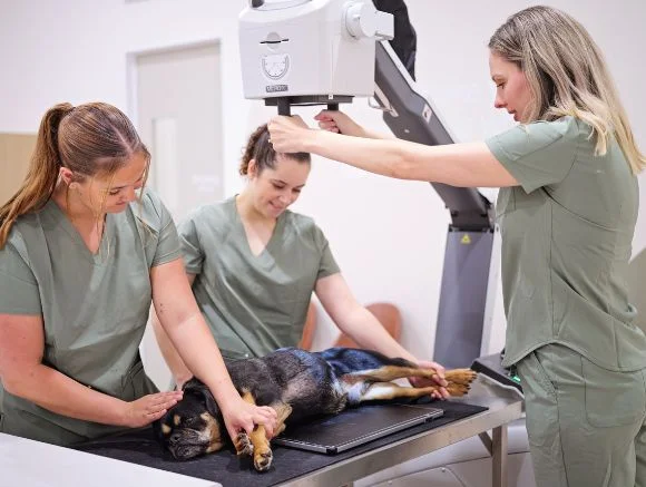 Three nurses performing an emergency care to a dog