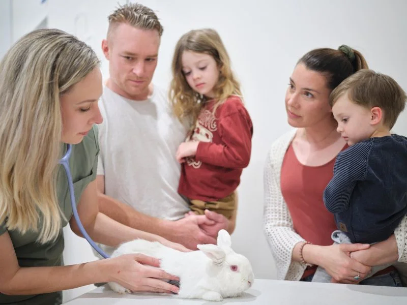 A nurse checking up a dog