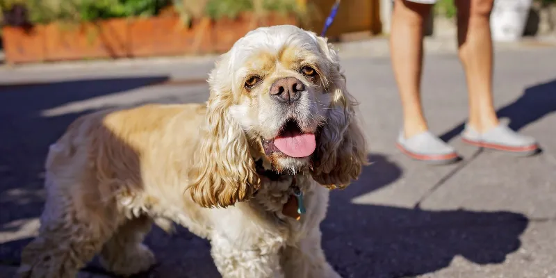 What dehydration can look like in dogs and cats
