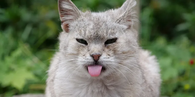 What does heat stress look like in pets?