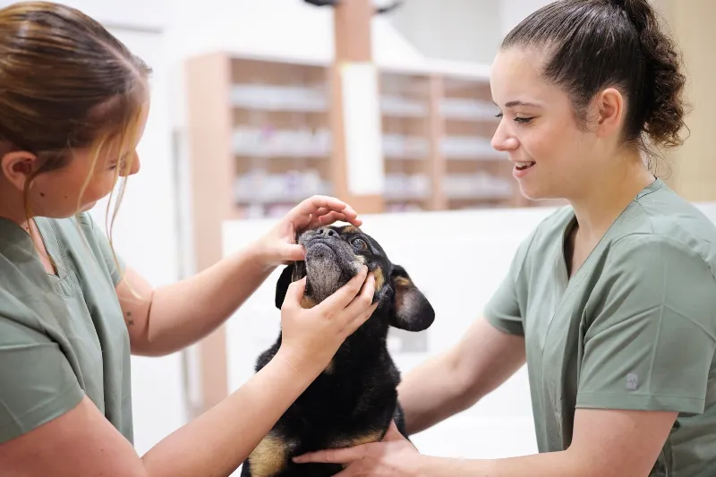 The role of an emergency vet in modern veterinary care