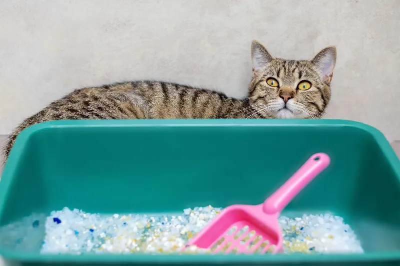 When a cat can’t urinate: Why this Is always an emergency