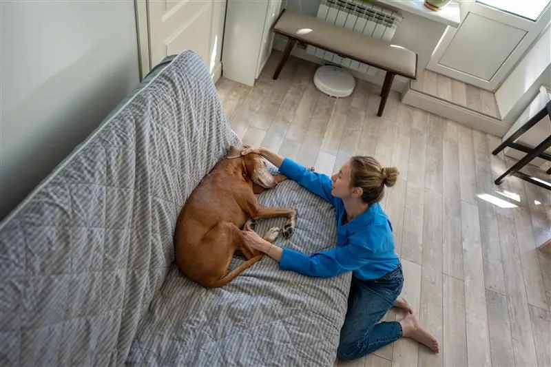 Rapid or laboured breathing in dogs and cats and what it means