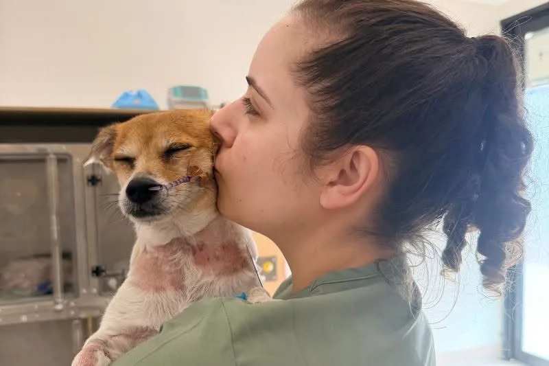 What it takes to be an emergency vet nurse