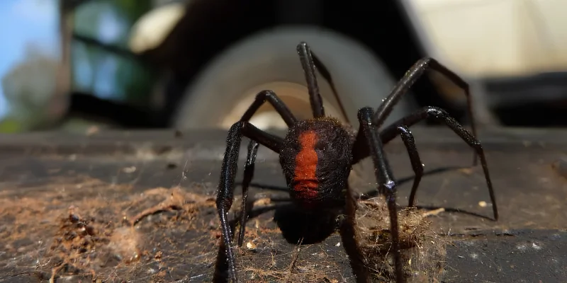 About spider bites in pets