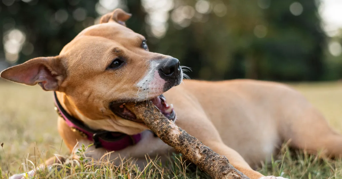 What Symptoms of Foreign Body Obstruction Do Pet Owners Often Miss?