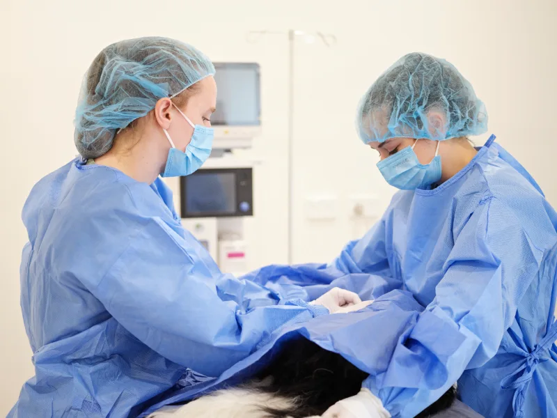 Two veterinary surgeons in blue scrubs, masks, and caps performing surgery on a pet.